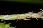 Limestone meadow sedge